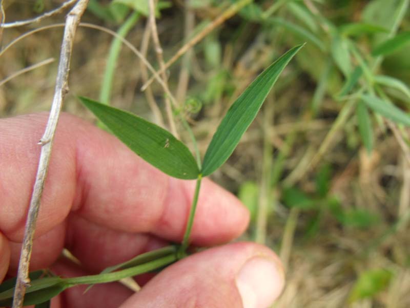 Lathyrus pratensis